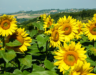 zonnebloemen